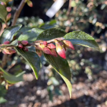 Camellia buds, a vibrant mix of red and pale yellow, cluster on a branch with glossy green leaves, signaling the promise of spring blooms.