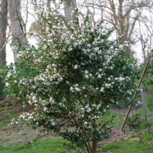 A camellia shrub bursts with white blossoms against a backdrop of tall trees in a grassy garden setting. The 'white camellia' stands out with its delicate blooms.