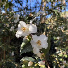Close-up of pure white Camellia flowers blooming in a garden, showcasing delicate petals and golden stamen against a backdrop of lush green foliage and a bright blue sky.