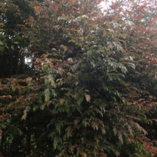 A lush, dense Camellia shrub displays a mix of vibrant green and bronze leaves, creating a textured, colorful garden feature.