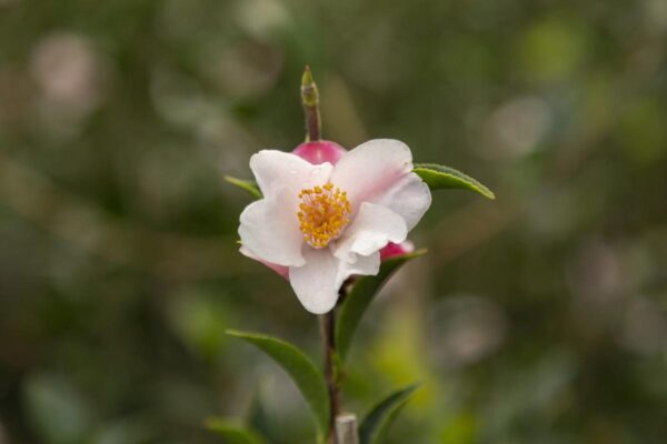<i>Camellia</i> 'Transtasman'