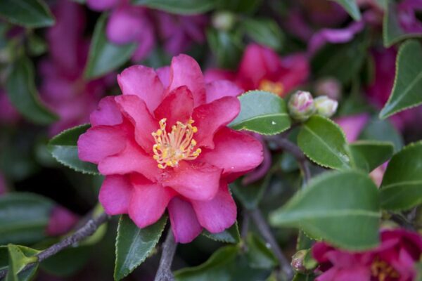 <i>Camellia</i> x <i>vernalis</i> 'Hiryū'