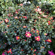 Lush camellia bush bursting with vibrant pink blossoms and glossy green leaves. A dense, healthy plant thrives in a garden setting, surrounded by other greenery.