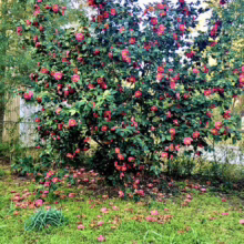 A vibrant camellia bush bursts with deep pink blossoms, many petals scattered on the lush green ground below. The bush, a focal point in the garden, stands against a backdrop of trees and a glimpse of a white fence.