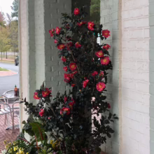 A vibrant red camellia bush blooms in a large terracotta pot on a brick patio. Lush greenery and small yellow flowers surround the base of the camellia. Arched brick columns frame the scene, with outdoor seating visible in the background.