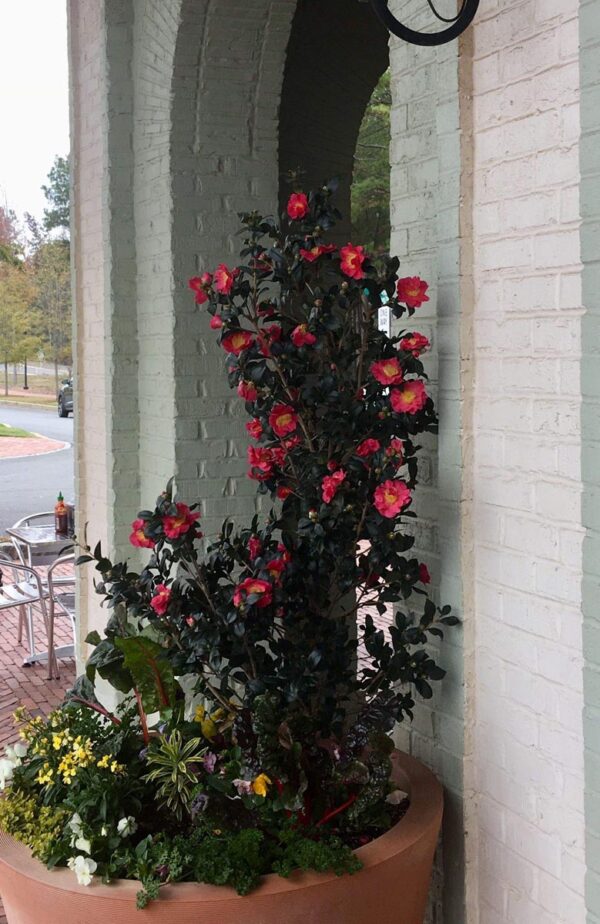 <i>Camellia</i> x <i>vernalis</i> 'Yuletide' - Image 4