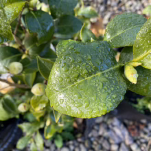 Close-up of glossy green camellia leaves covered in glistening water droplets, highlighting the plant's vibrant foliage and fresh, dewy appearance.