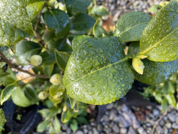 <i>Camellia</i> x <i>williamsii</i> 'Jury's Yellow' - Image 2