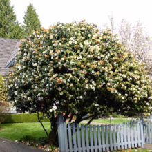 Lush camellia tree in full bloom, overflowing with cream and golden flowers. A picket fence and a charming house create a picturesque garden scene.