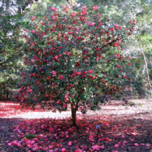 Camellia bush ablaze with vibrant pink blooms, surrounded by fallen petals creating a carpet of color. Lush green foliage and dappled sunlight enhance the scene's beauty.