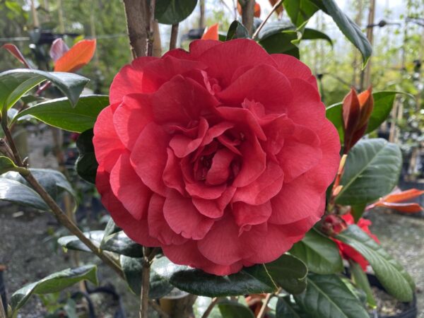 <i>Camellia</i> x <i>williamsii</i> 'Les Jury'