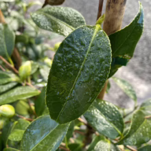 Close-up of glossy green camellia leaves covered in water droplets, with several unopened flower buds visible. A bamboo stake supports the plant, suggesting recent planting or care.