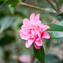 A vibrant pink camellia flower blooms against glossy green leaves, adding winter garden colour. This winter tree brings life to the garden.