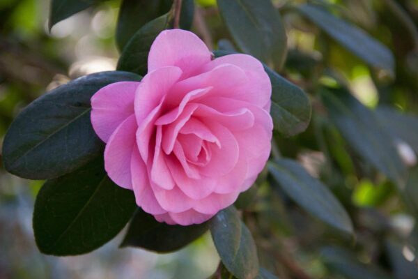 <i>Camellia</i> x <i>williamsii</i> 'Water Lily'