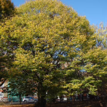 Tree with golden autumn leaves under a bright blue sky. Fallen leaves cover the ground around the tree's base. A building and car are visible in the background.