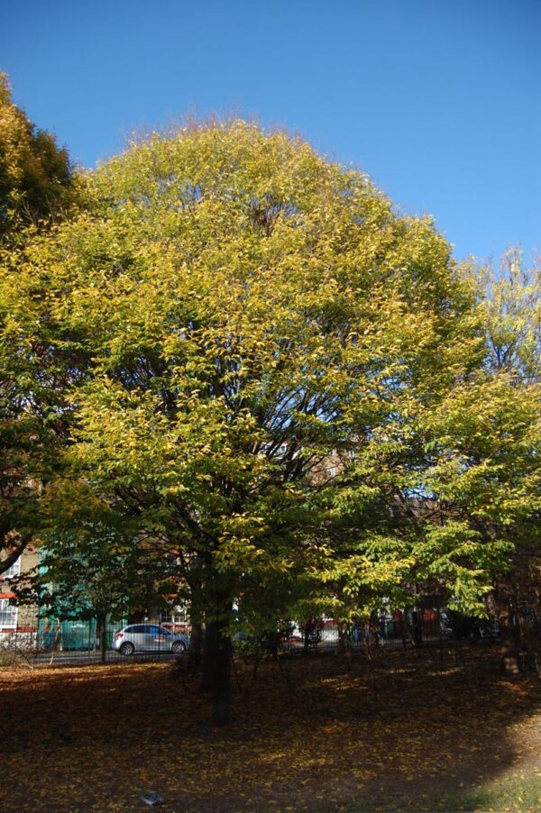 <i>Carpinus betulus</i> - Image 4