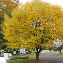 Autumn scene in a cemetery: A vibrant yellow elm tree stands out against the gravestones and green grass. Other trees display fall colors, lining a paved road through the peaceful burial ground.