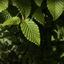 Close-up of vibrant green hornbeam leaves, showcasing their textured surface and jagged edges, dappled with sunlight in a lush woodland setting.