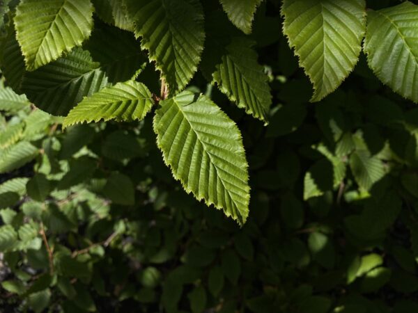 <i>Carpinus betulus</i> - Image 6