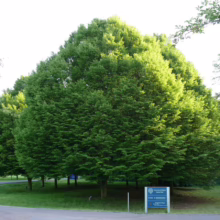 Lush green trees form a dense canopy in University Parks, Oxford. A sign for St. Cross College is visible, nestled among the verdant foliage. The scene evokes a tranquil, scholarly atmosphere.