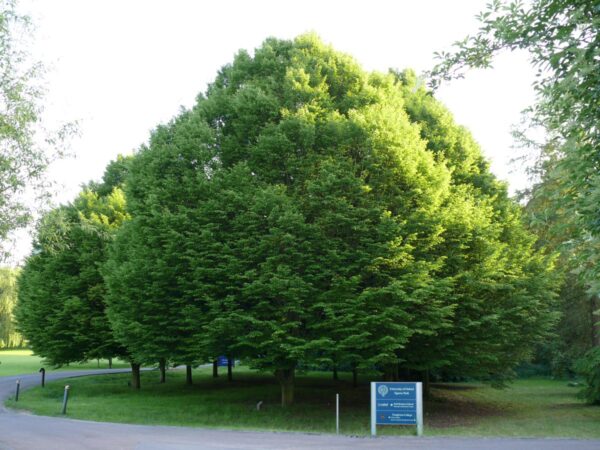 <i>Carpinus betulus</i> - Image 7