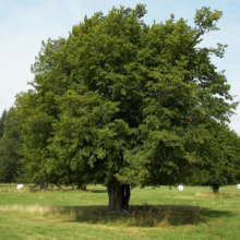 A large, leafy green tree dominates a grassy meadow, casting a shadow. White hay bales are scattered in the background under a clear blue sky.