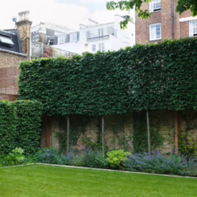 Lush green London garden featuring a manicured lawn, a tall, rectangular hedge, and a brick wall partially covered in vines. Townhouses are visible in the background.
