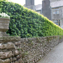 Stone wall topped with a lush green hedge, creating a serene garden scene. A stone planter adds to the classic, timeless aesthetic of the garden design.