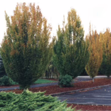 Columnar trees in autumn colors line a parking lot. The trees transition from green to yellow and orange, contrasting with the dark mulch and pavement.