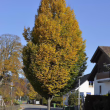 A striking hornbeam tree displays vibrant yellow autumn foliage, contrasting against a bright blue sky. The tree stands on a sidewalk next to a quiet residential street, adding a splash of color to the neighborhood.