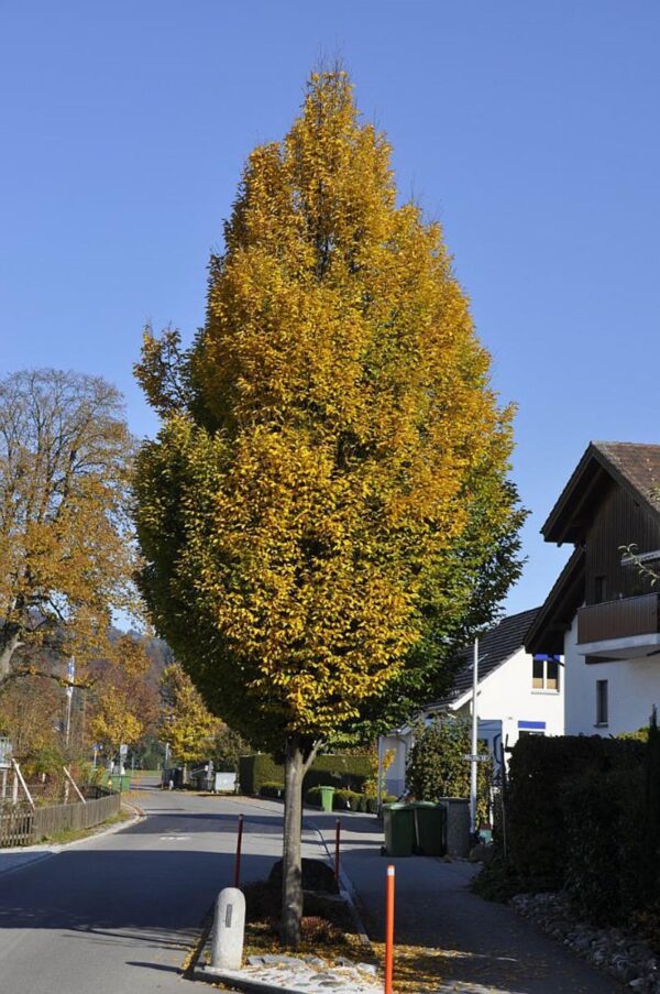 <i>Carpinus betulus</i> 'Fastigiata' - Image 3