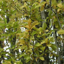 American Beech trees with smooth gray bark and vibrant yellow-green leaves in autumn. The close-up shows the texture and color of the foliage against the light-colored trunks.