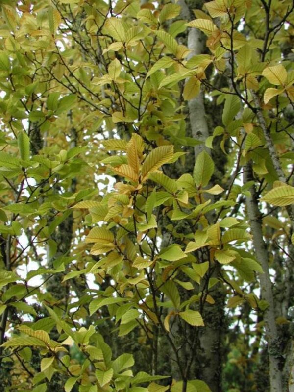 <i>Carpinus betulus</i> 'Fastigiata' - Image 6