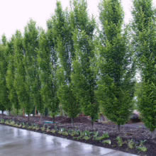 A row of slender, columnar trees with vibrant green foliage lines a walkway, possibly 'Armstrong Gold' maples or similar upright trees, creating a lush, formal landscape design.