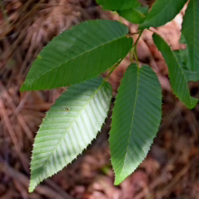 Bright green American Hornbeam leaves with serrated edges are highlighted by sunlight in a forest setting. The leaves are the focal point against a blurred background of brown leaf litter.