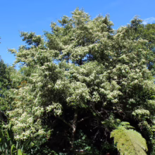 A lush canopy of a flowering tree bursts with white blossoms against a clear blue sky. Ferns and other greenery fill the foreground, creating a vibrant garden scene.
