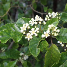 Close-up of Chilean Soapbark tree branch with glossy green leaves and clusters of small, delicate white flowers and buds. The tree thrives in South American landscapes.