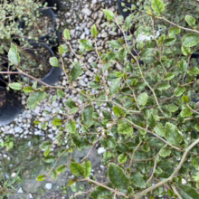 Close-up of a young, spiky-leaved shrub with light green leaves and thin brown branches, potted among white gravel and other plants.