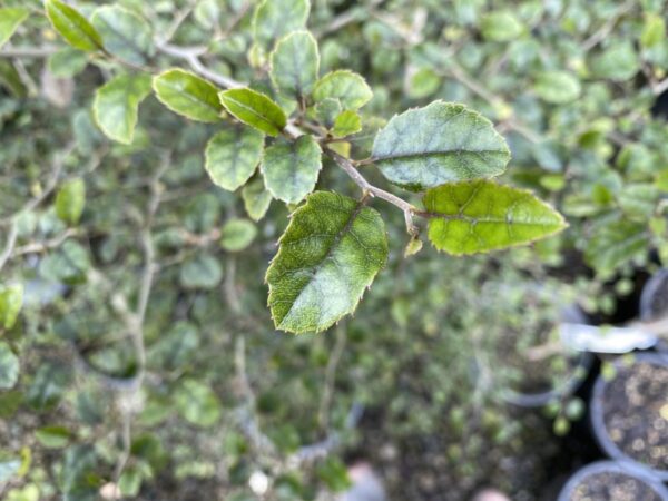 <i>Carpodetus serratus</i> - Image 5