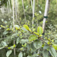 Close-up of a young Ilex x attenuata 'Fosteri' holly tree branch with vibrant green leaves and serrated edges, showcasing its dense foliage and upright growth habit in a nursery setting.