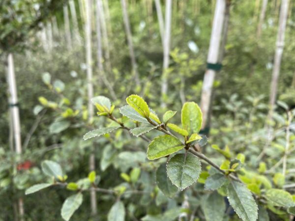 <i>Carpodetus serratus</i> - Image 6