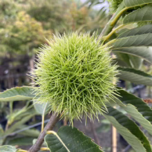 Close-up of a spiky, green chestnut bur on a tree branch, surrounded by serrated leaves. The bur is round and densely covered in sharp spines, showcasing the natural defense of this nut before harvest.
