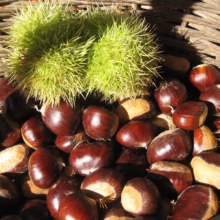 Basket overflowing with glossy brown chestnuts, some with cream-colored undersides, and spiky green chestnut burrs. Harvested autumn bounty.