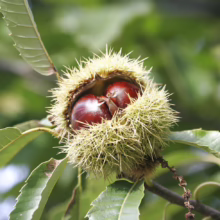 Two glossy brown chestnuts nestled inside a spiky green burr on a branch with green leaves. Close-up of autumn's bounty.