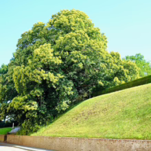 Lush green tree with yellow blossoms stands beside a grassy hill and brick wall under a clear blue sky. The scene evokes a sense of peaceful growth and natural beauty.