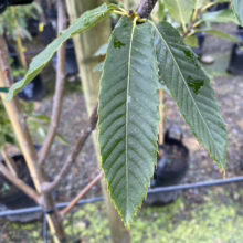 Close-up of a young chestnut tree sapling with vibrant green, serrated leaves. The tree is supported by a bamboo stake in an outdoor nursery setting, with rows of potted trees visible in the background.