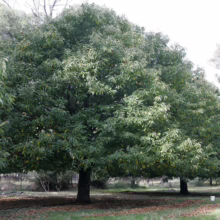 Lush green chestnut trees stand in a row, their dense canopies casting shadows on the ground. The orchard setting evokes a sense of abundance and natural beauty.