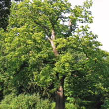 Lush, mature chestnut tree with vibrant green leaves, standing majestically in a park setting. The tree's sturdy trunk and wide canopy provide a sense of natural beauty and shade.