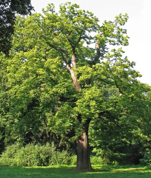 <i>Castanea sativa</i> '1005' - Image 9