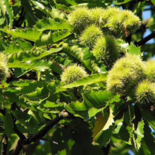 Close-up of a chestnut tree branch laden with spiky green burrs, surrounded by vibrant green leaves, illuminated by bright sunlight.